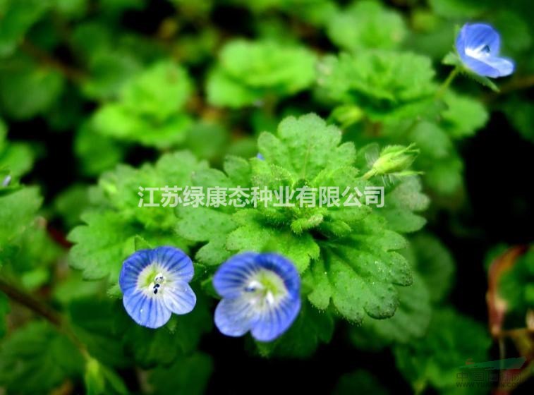 銷售婆婆納種子，早春開花 批發(fā)各類花卉種子苗木種子草籽