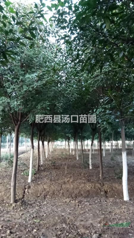 高桿胸徑9公分 10公分 11公分 13公分紅葉石楠價(jià)格