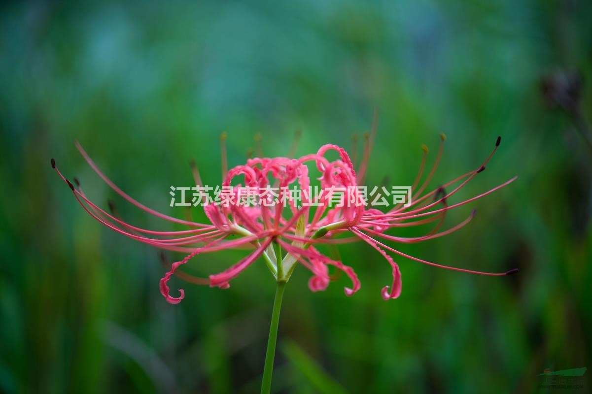 石蒜主要價(jià)值【種球供應(yīng)找江蘇綠康態(tài)】