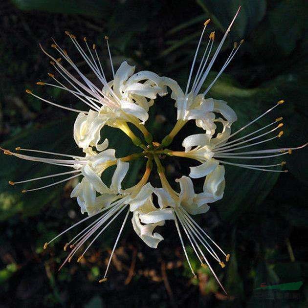 白花石蒜養(yǎng)殖方法【白花石蒜】