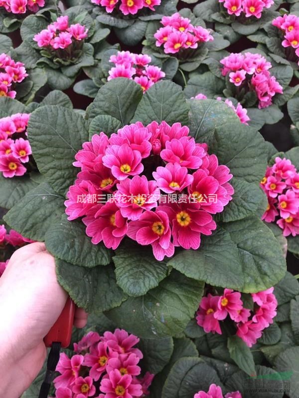 報春花四川種植基地  基地出售