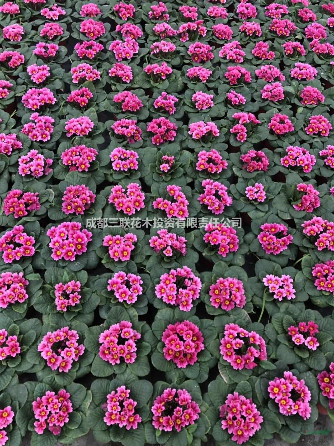報春花四川種植基地  基地出售