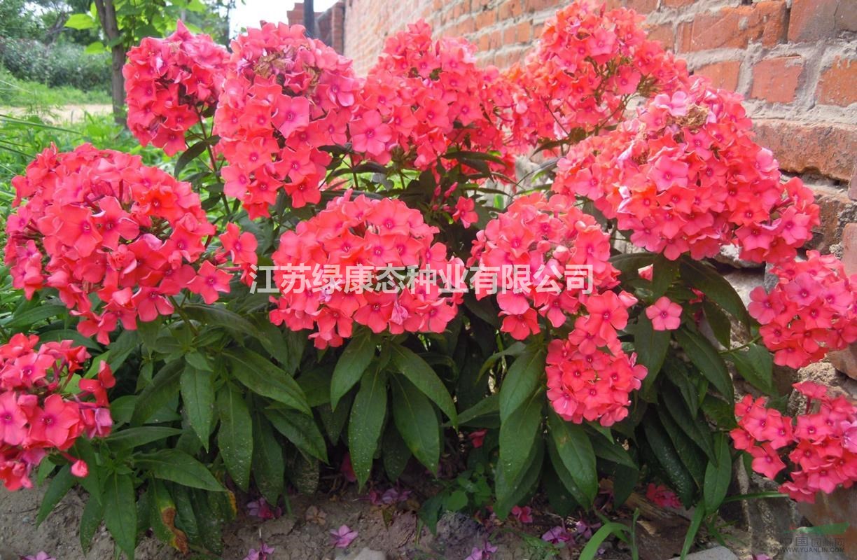常年供應(yīng)福祿考杯苗 供應(yīng)各類花卉種子苗木種子草籽