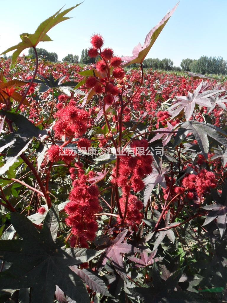 多年生灌木  紅蓖麻種子  常年有貨 