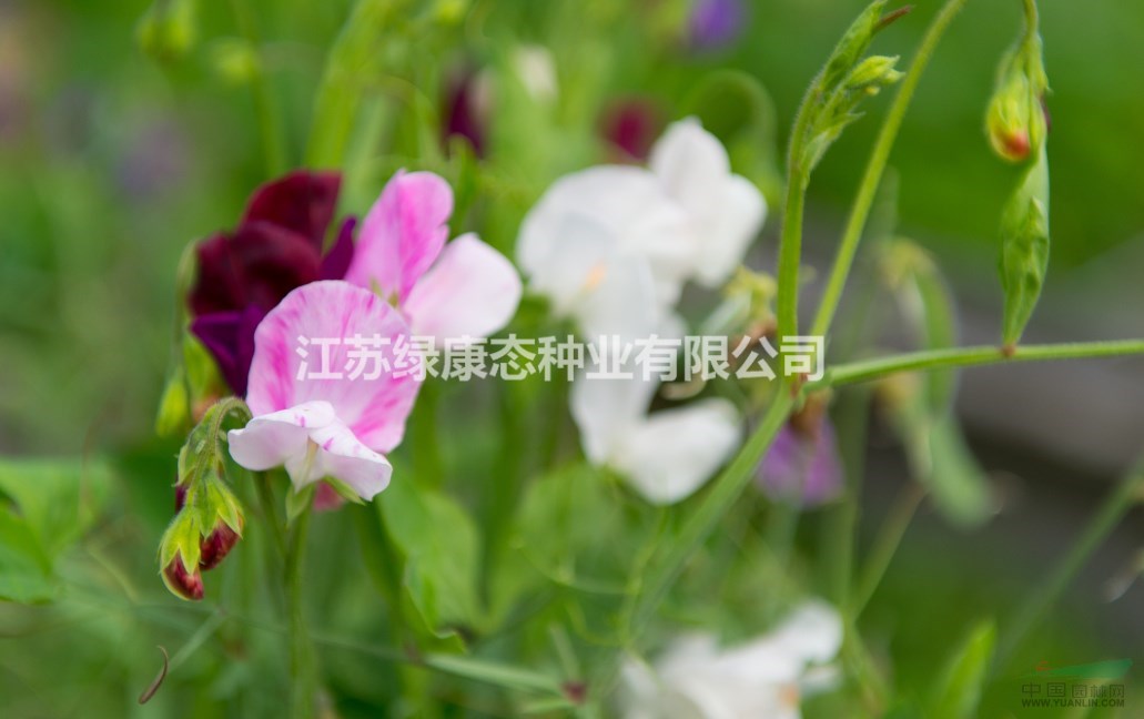 銷售香豌豆種子  供應各類花卉種子苗木種子草籽