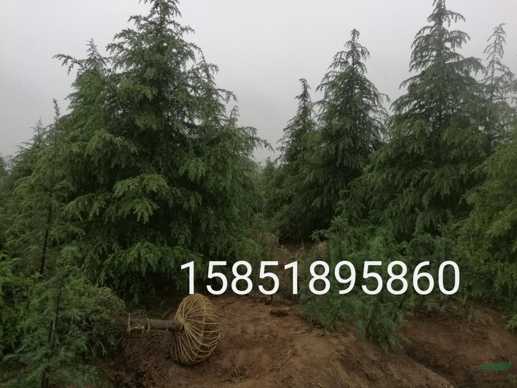 16公分 18公分雪松價格