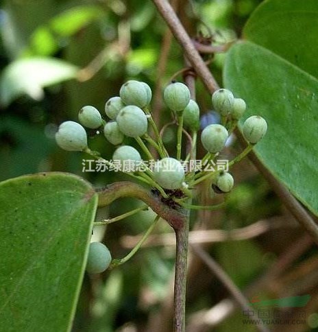 土茯苓種子120一斤，量大優(yōu)惠