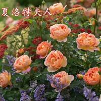 玫瑰 薔薇、豐花月季、紅帽月季.曼海姆、微型月季