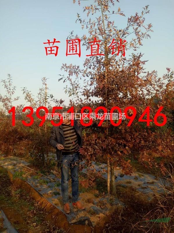 13公分沼生櫟 南京基地大量批發(fā)