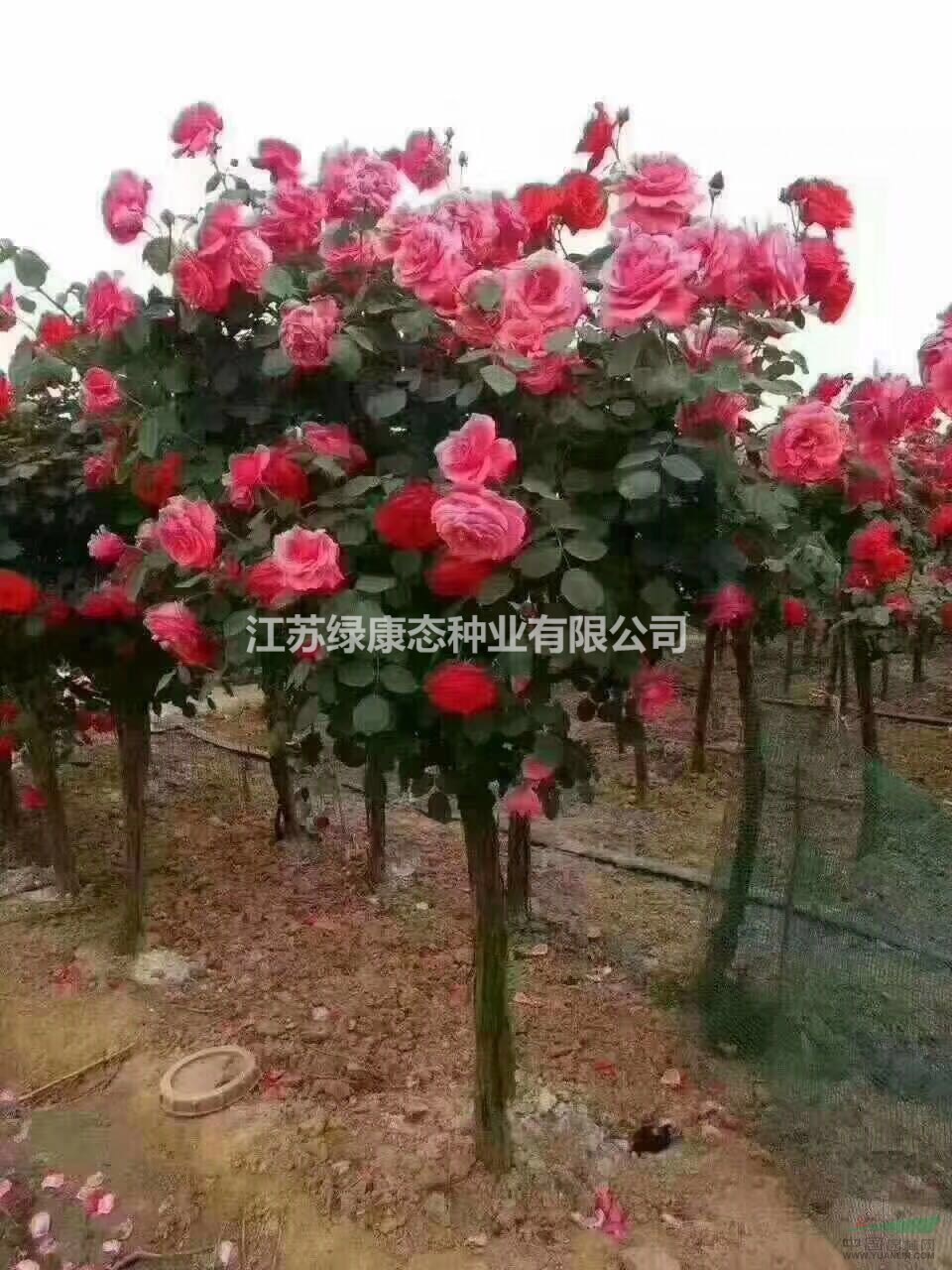 基地供應(yīng)樹狀月季 數(shù)量3000棵    規(guī)格齊全