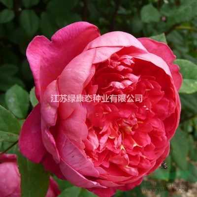 月季小中大杯苗，別稱：月月紅 長春花，月季基地，沭陽月季