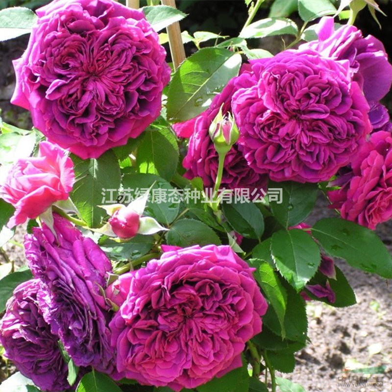 低價(jià)月季花豐花月季大花月季品種月季紅帽月季綠化工程用苗