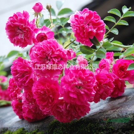 低價(jià)月季花豐花月季大花月季品種月季紅帽月季綠化工程用苗