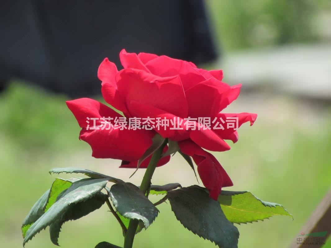 紅帽月季 紅帽月季小苗 紅帽月季工程苗 基地直銷
