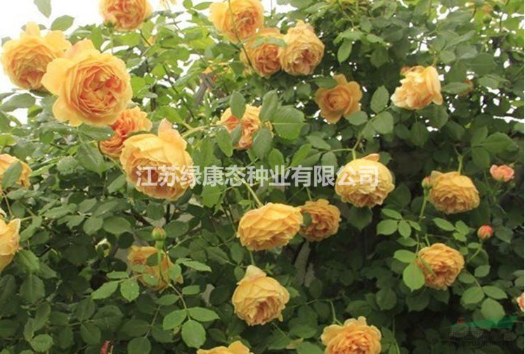 歐月 爬藤月季圖片 爬藤月季產(chǎn)地 藤本月季價格 藤本月季苗