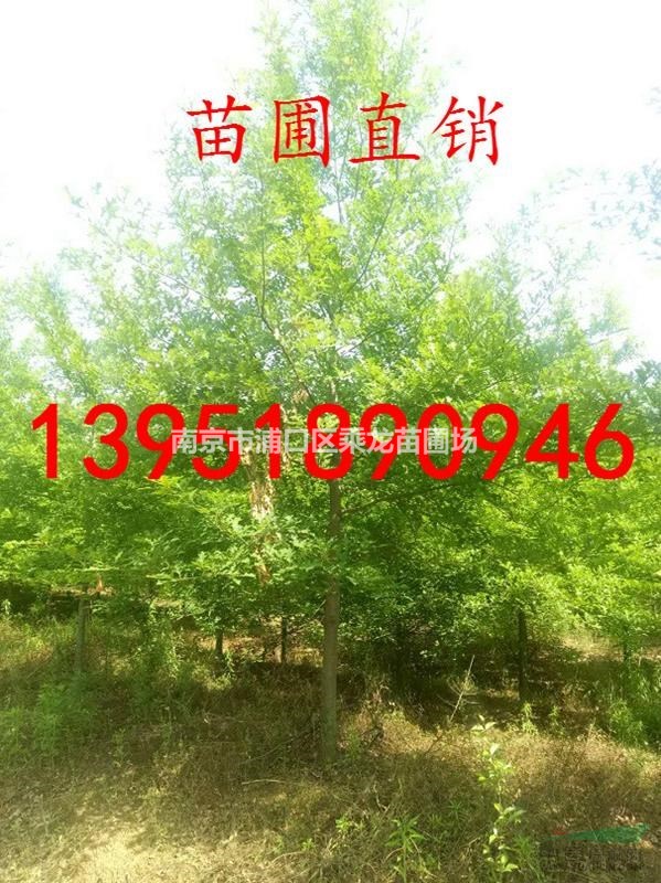 16公分沼生櫟 基地價(jià)格多少錢(qián)