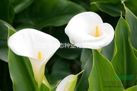 馬蹄蓮冬天怎么養(yǎng)【馬蹄蓮栽培】