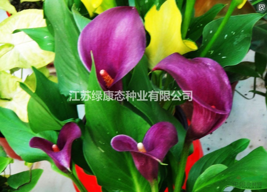 如何給馬蹄蓮澆水【馬蹄蓮種植 栽培】