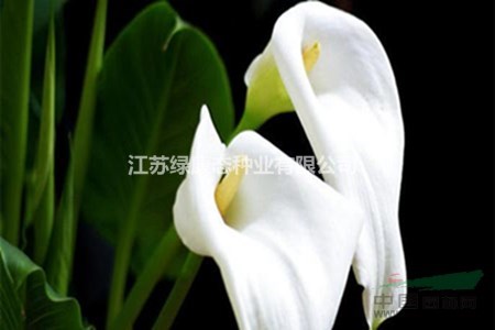 馬蹄蓮冬季怎么催花 馬蹄蓮種球供應(yīng)