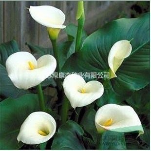 馬蹄蓮怎么水養(yǎng)【馬蹄蓮栽培養(yǎng)護(hù)】