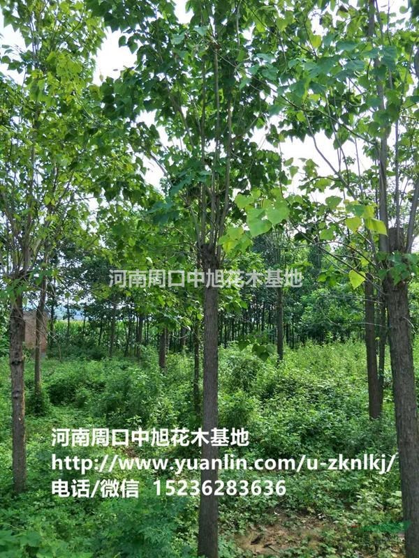 周口中旭園林14公分楸樹傾情供應(yīng)