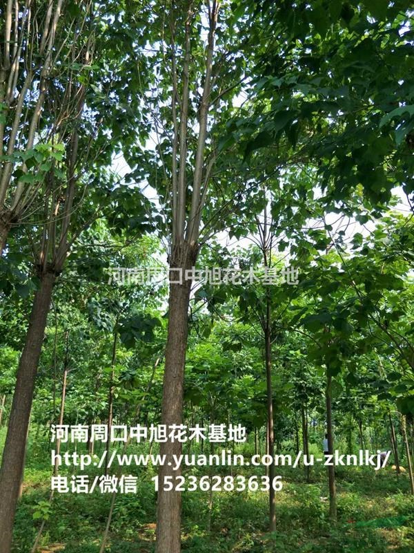 周口中旭園林14公分楸樹傾情供應(yīng)
