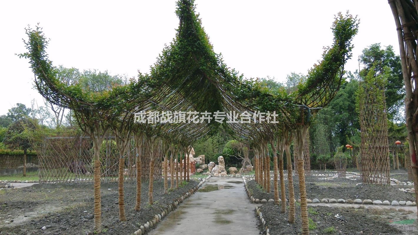 紫薇長廊造型 紫薇長廊基地 大紅長廊 走廊手工編織 遮陰走廊