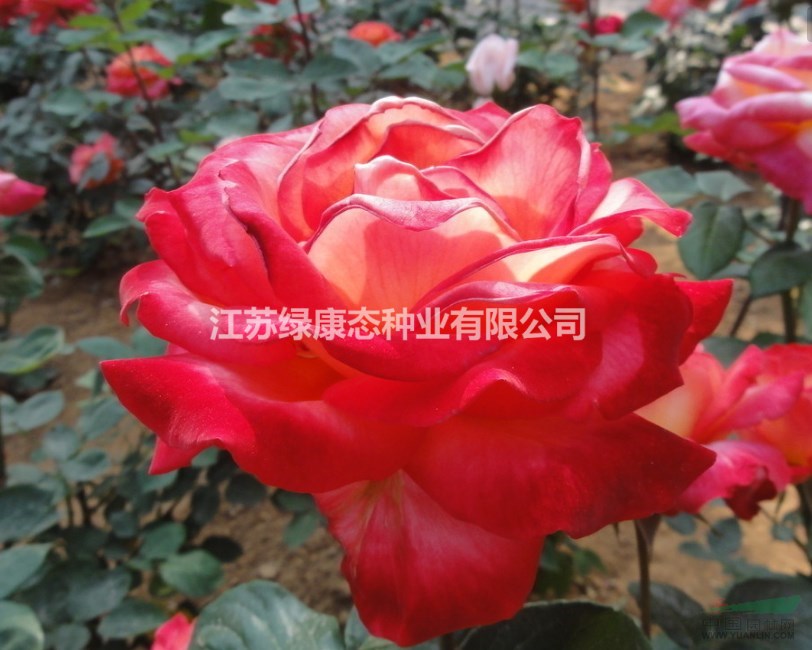 專業(yè)供應(yīng)一年生大花 豐花月季 一年生 兩年生月季苗