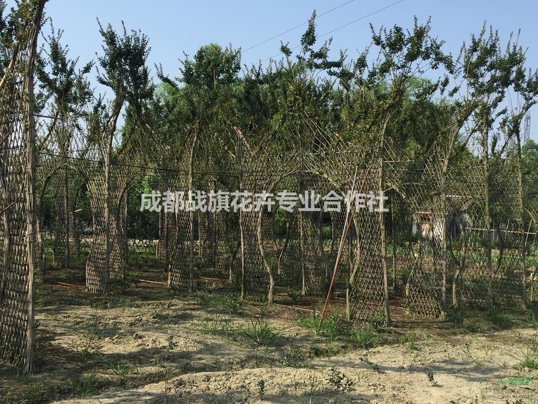 紫薇牌坊造型 優(yōu)美牌坊價格 古色古香牌坊 手工編織 經(jīng)典牌坊