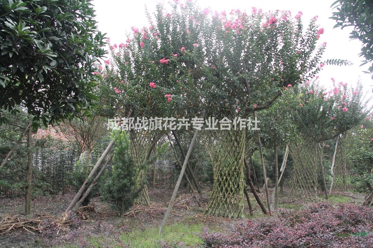 紫薇牌坊造型 優(yōu)美牌坊價格 古色古香牌坊 手工編織 經(jīng)典牌坊