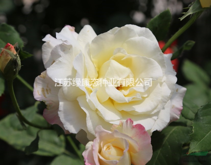 出售各類月季，薔薇、豐花月季、月月紅月季、紅帽子月季....