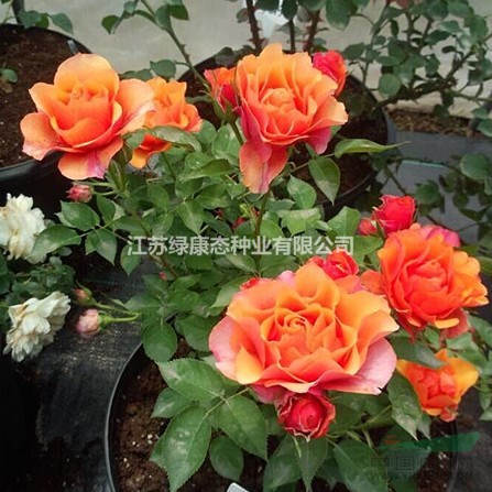 江蘇沭陽地區(qū)大量月季（紅帽，黃帽）歐月
