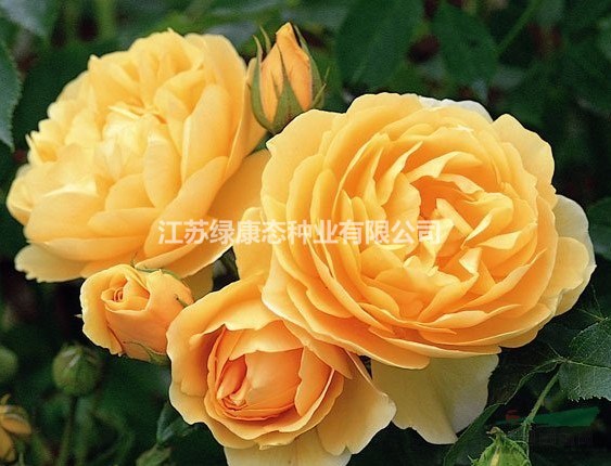 江蘇沭陽地區(qū)大量月季（紅帽，黃帽）歐月