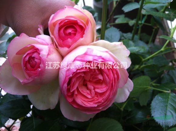 粉色龍沙寶石月季 歐洲月季 盆栽月季 沭陽月季基地批發(fā)