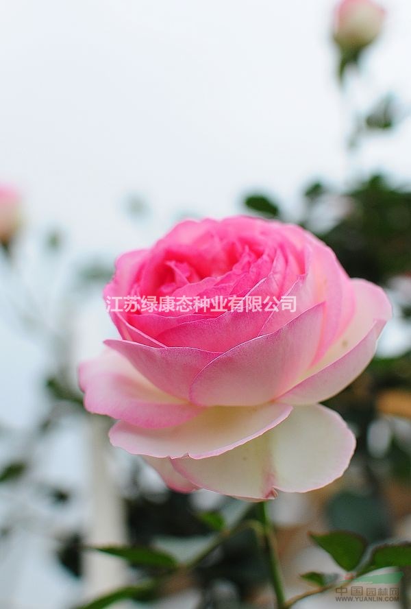 粉色龍沙寶石月季 歐洲月季 盆栽月季 沭陽月季基地批發(fā)
