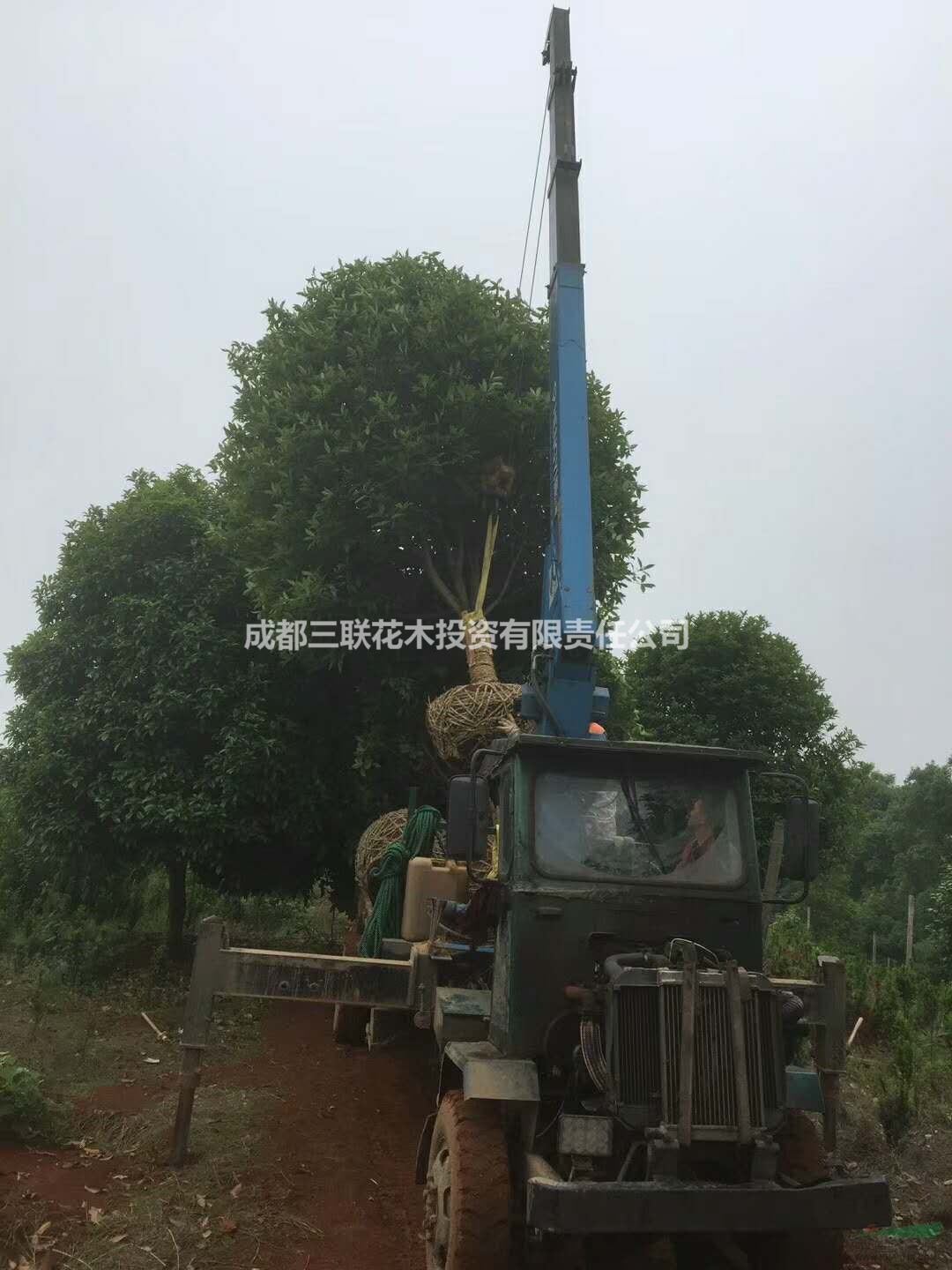 精品高桿桂花出售  成都高桿桂花