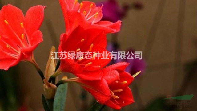 朱頂紅養(yǎng)殖 栽培 技術支持 種球供應
