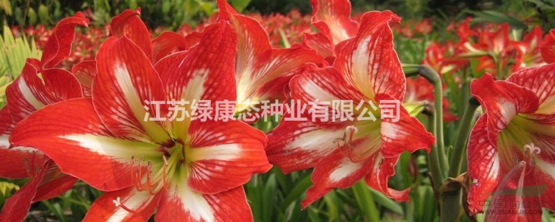 朱頂紅養(yǎng)殖 栽培 技術支持 種球供應