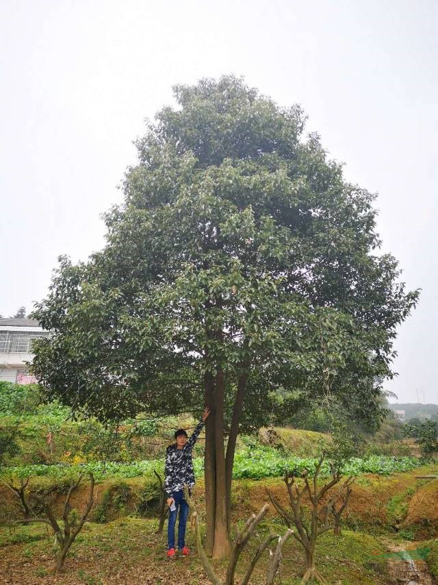 多桿叢生香樟