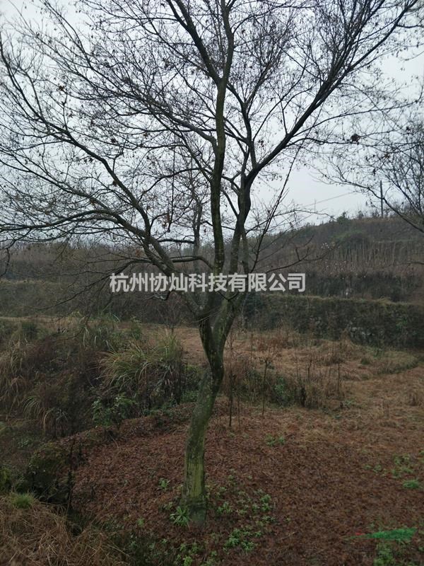 高分支高桿雞爪槭10-20公分