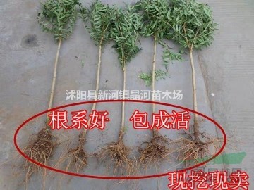 軟籽石榴苗多少錢一棵，石榴樹多少錢一棵，石榴苗哪里有買？