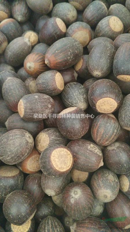 江西娜塔栎种子现货供应，九江娜塔栎种子专业批发销售