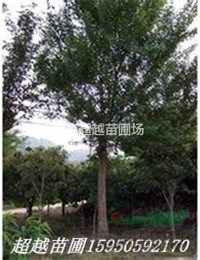 樸樹2-22公分，南京樸樹2-22公分胸徑價格