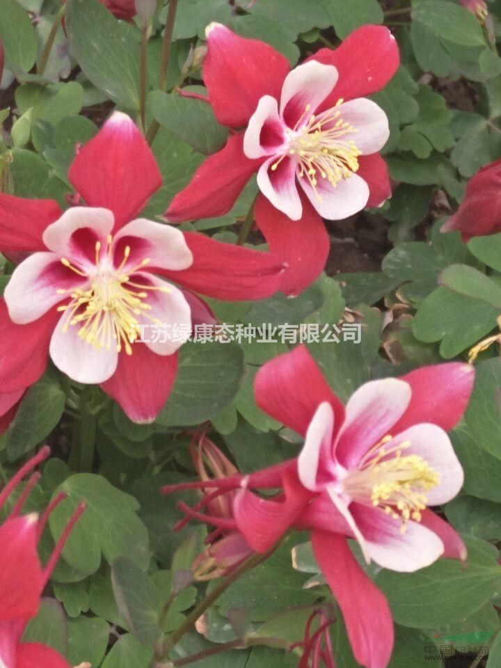 批發(fā)耬斗菜種子  多年生  