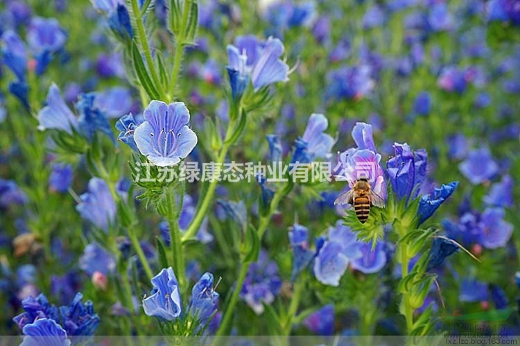 二年生草本   藍(lán)薊種子 