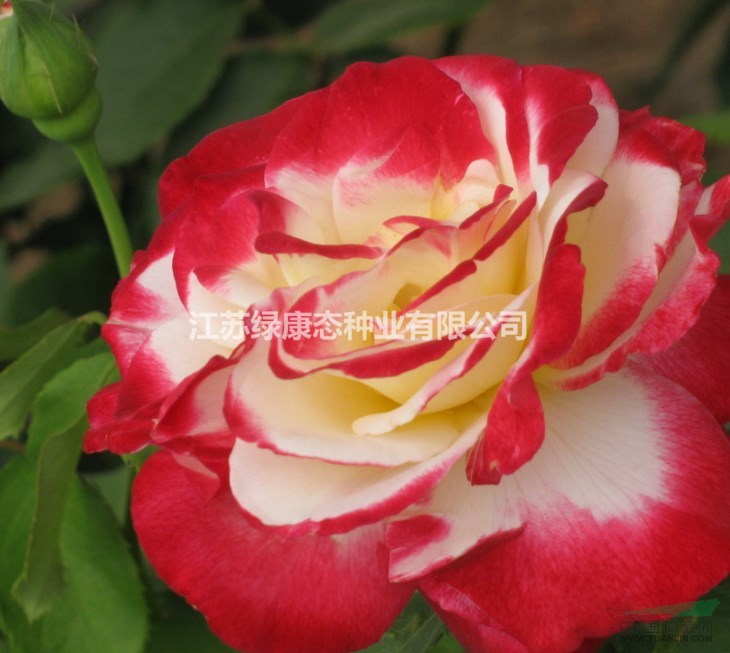江蘇薔薇供應(yīng)薔薇月季、大紅袍、安吉拉、七姊妹、七里香、
