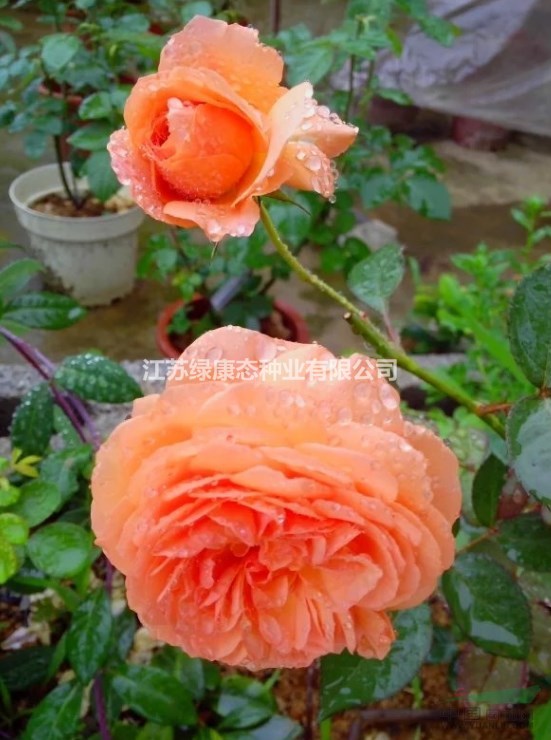 江蘇薔薇供應(yīng)薔薇月季、大紅袍、安吉拉、七姊妹、七里香、