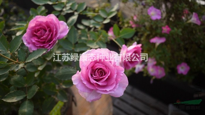 月季批發(fā) 紅帽月季 月季花 月季苗 月季花苗 等各種苗木 0