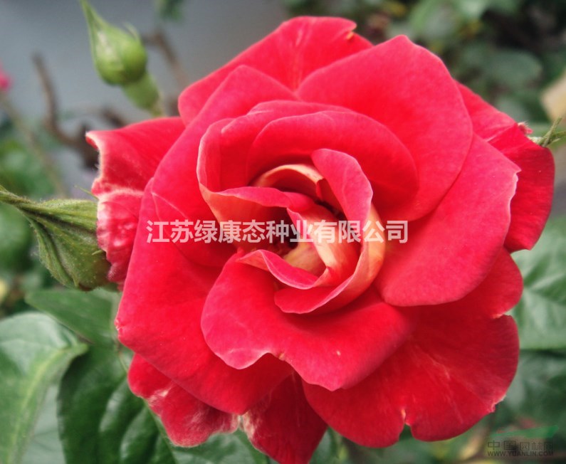 大量供應30cm高鉆石月季又名鉆石玫瑰
