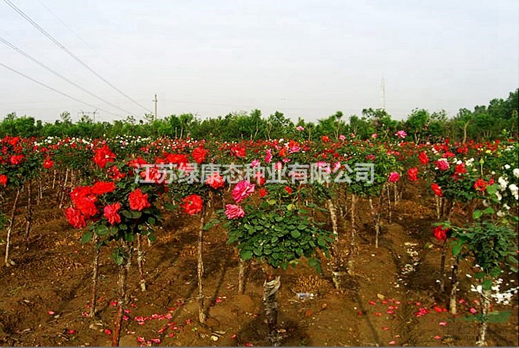 直供大花月季、盆栽月季、豐花月季、地被月季、微型月季